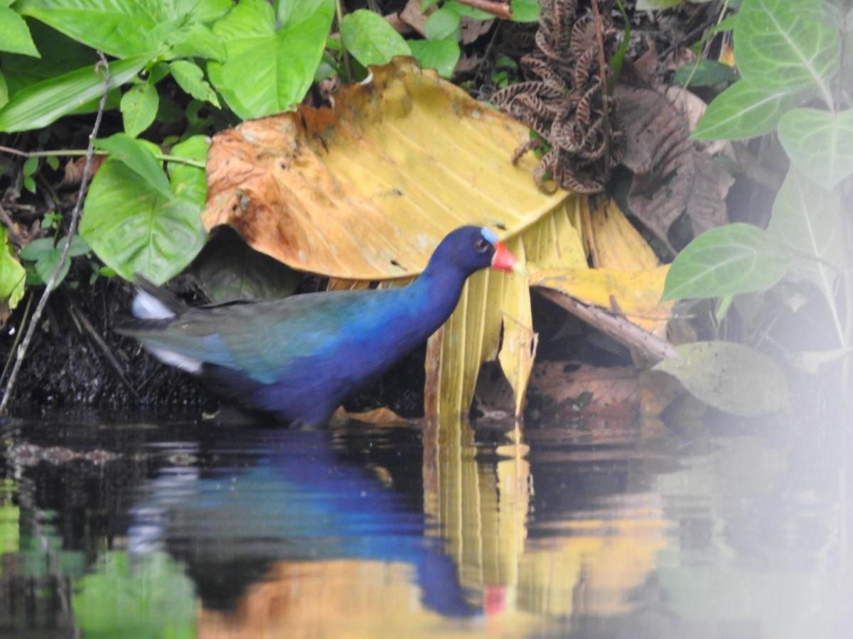 Misahualli Laguna Paikawe B&B Dış mekan fotoğraf