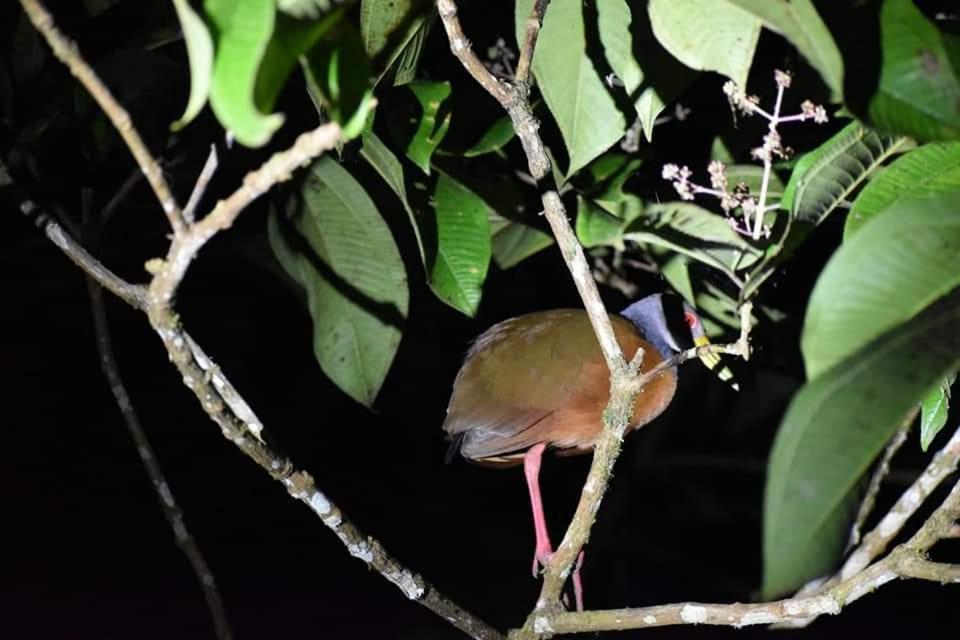Misahualli Laguna Paikawe B&B Oda fotoğraf