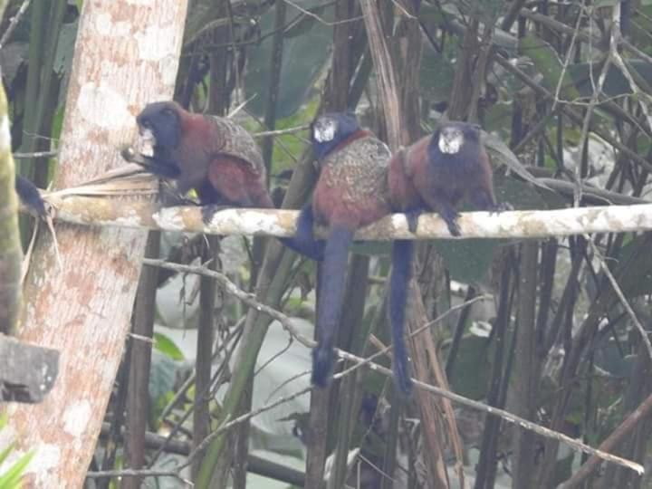 Misahualli Laguna Paikawe B&B Oda fotoğraf